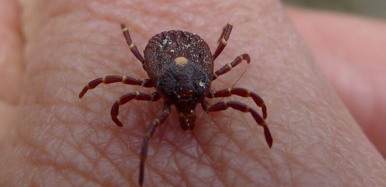 Sen o kleszczach – najważniejsze znaczenia