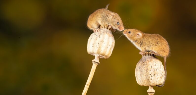 Sen o myszach w domu – sennik