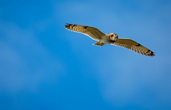 Sen o lataniu – najważniejsze znaczenia