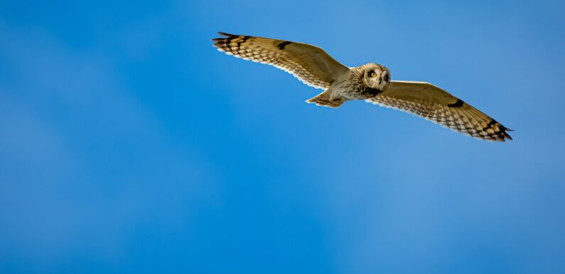 Sen o lataniu – najważniejsze znaczenia