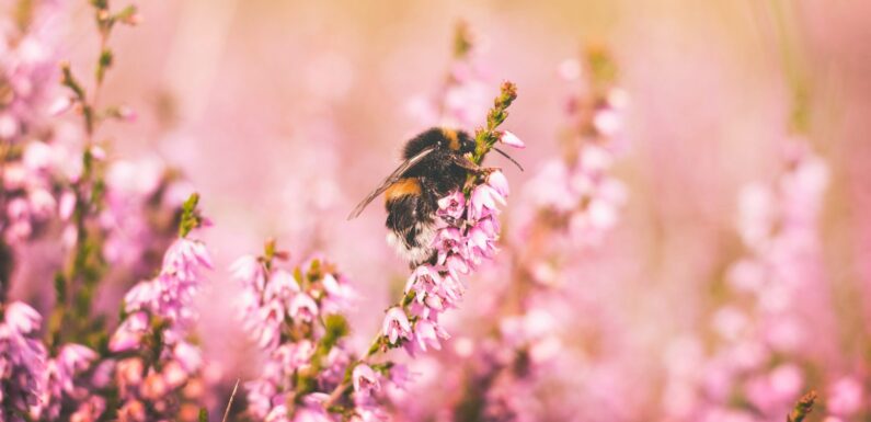 Sen o pszczołach – sennik