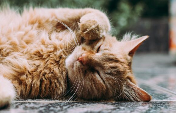 Sen o kocie – znaczenia – sennik