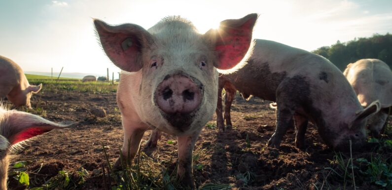 Sen o małych prosiakach – sennik