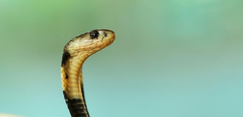 Sen o wężu – możliwe znaczenia – sennik