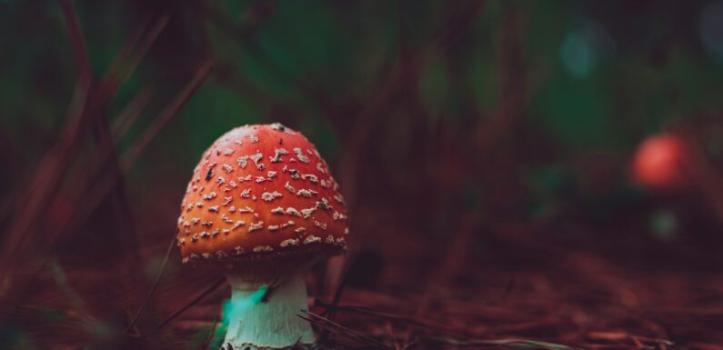 Sen o zbieraniu grzybów – sennik 2025