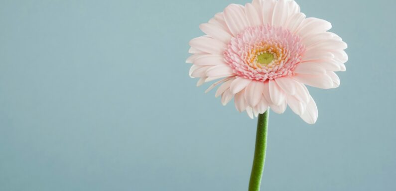 Sen o kwiatach – znaczenia – sennik