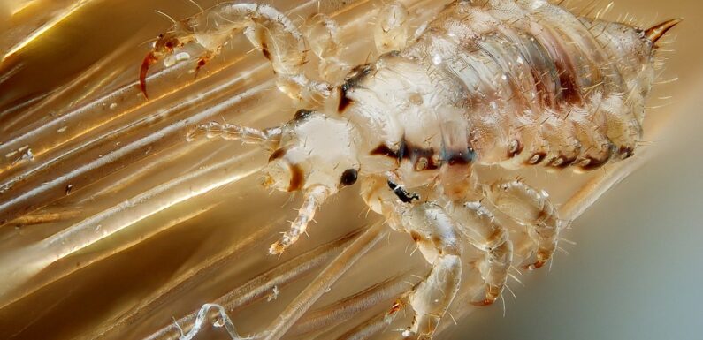 Sen o wszach – znaczenia