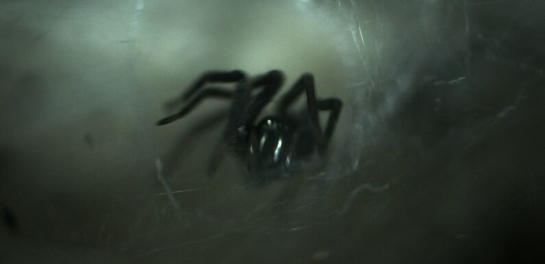 Sen o pajakach – najważniejsze znaczenia