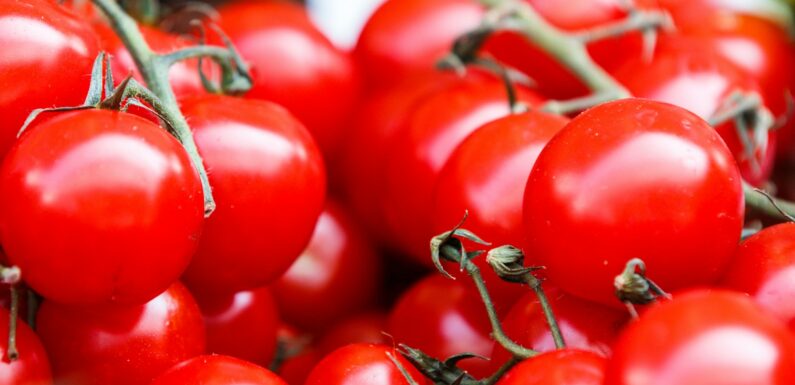 Sen o pomidorach – sennik