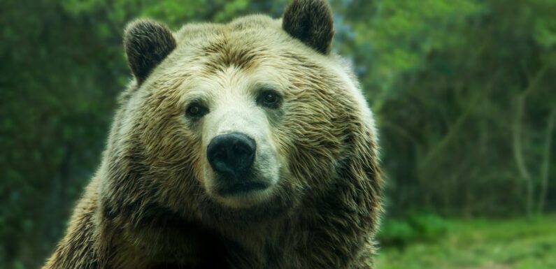 Sen o niedźwiedziu – najważniejsze znaczenia