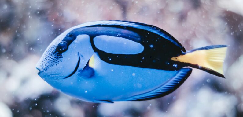 Sen o rybie – najważniejsze znaczenia