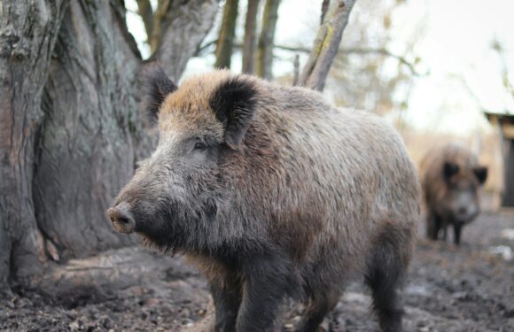 Sen o dziku – sennik