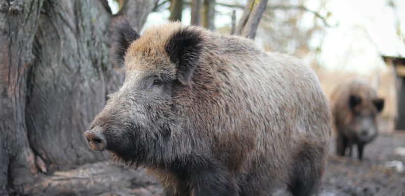 Sen o dziku – sennik