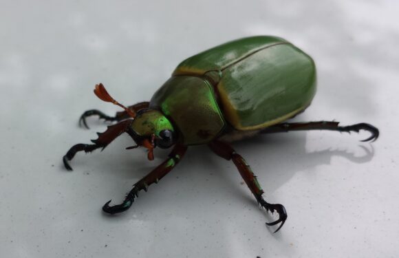 Sen o robakach – znaczenia – sennik