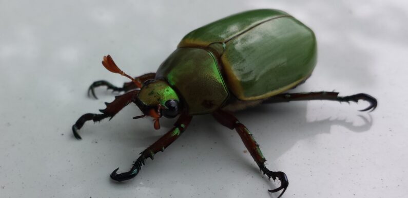 Sen o robakach – znaczenia – sennik