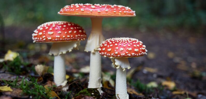 Sen  grzybach – najważniejsze znaczenia